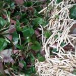 鱼腥草的功效与作用 鱼腥草的食用方法