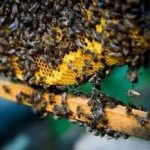 蜂房的禁忌 蜂房的功效与禁忌