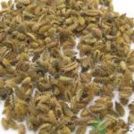 鹤虱的功效和作用2021 鹤虱的禁忌