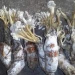 蝉花的营养价值2021 蝉花那些人不能吃