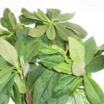 人参叶有什么副作用吗 人参叶的禁忌