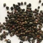 荜澄茄的功效与作用及禁忌 荜澄茄的禁忌