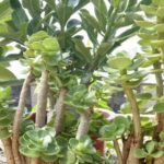 金钱木叶子快掉完了怎么办？金钱木掉叶子解决办法介绍