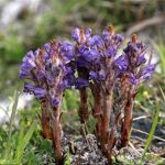 列当有什么功效 列当的功效与作用