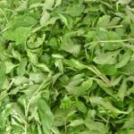 枸杞叶有什么功效 枸杞叶的功效和作用