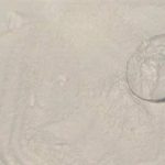 菱粉有什么好处 菱粉的功效与作用