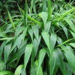 淡竹叶是什么 淡竹叶和竹叶的区别