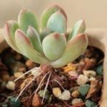 花卉养殖小课堂 多肉长气根可以拔掉吗？