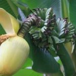 芭蕉根怎么吃 芭蕉根用法用量2021