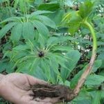 重楼有什么功效与作用 重楼的功效与作用