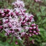 佩兰泡水喝的作用 佩兰的作用和功效