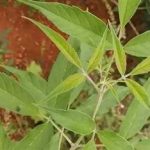 牡荆叶的功效与作用 牡荆叶图片与功效