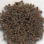 苘麻子的功效和作用 苘麻子的功效和作用及禁忌