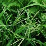 牛筋草有什么作用和功效 牛筋草的功效与作用