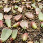 花卉养殖小课堂 多肉叶子掉光了怎么救？