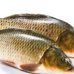 吃鲤鱼有什么好处2021 吃鲤鱼的禁忌