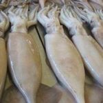 食用鱿鱼时需要注意的禁忌 鱿鱼的禁忌