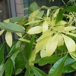 花卉养殖小课堂 发财树叶子发黄还脱落怎么办？