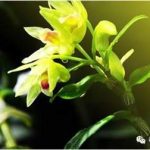 九仙草的用量是多少 九仙草的用法用量