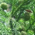 柳杉有什么药用功效-柳杉有什么作用