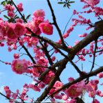 花卉养殖小课堂 梅花叶子枯黄是什么原因造成的？