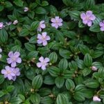 地菍的功效与作用及禁忌 地菍的禁忌2021