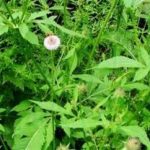 续断的禁忌 续断的禁忌最新详解2021