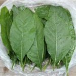 苦茶叶有什么功效 苦茶叶的功效