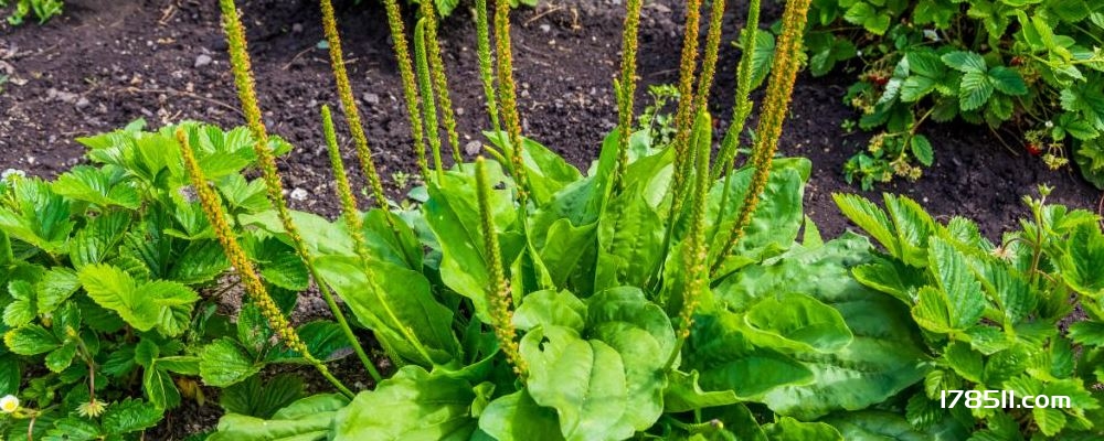 晚上捶背有三大养生效果 晚上捶背的好处 捶背有什么好处吗 捶背的方法是什么