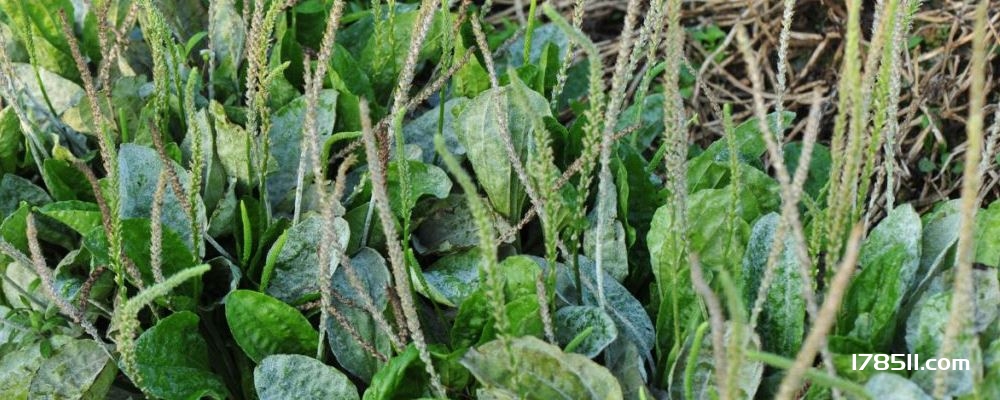 晚上捶背有三大养生效果 晚上捶背的好处 捶背有什么好处吗 捶背的方法是什么