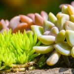 多肉要多久浇一次水？ 多肉浇水的频率介绍