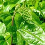 桑叶有什么功效与作用 桑叶的功效与作用2021