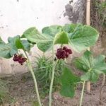 多花八角莲的功效与作用 多花八角莲的功效与作用2021详解