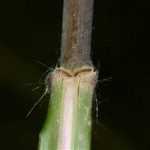 芭茅果的功效有哪些 芭茅果的功效与作用