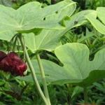 八角莲多少钱一斤 八角莲的功效与作用