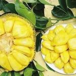 菠萝蜜的营养价值2021 菠萝蜜的不宜同食