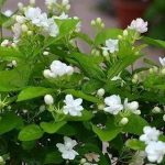 茉莉花如何越冬 茉莉花冬季的养殖方法和注意事项有哪些？