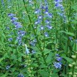 半枝莲有什么作用 半枝莲的功效与作用