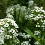 荠菜花有什么作用-荠菜花的作用和功效