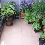 花卉养殖小课堂 盆栽花卉秋季如何管理？