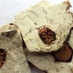 茯神的禁忌 茯神的不良反应与副作用