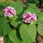 臭牡丹的功效和作用 臭牡丹的功效和作用及禁忌