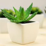 秋季适合养什么植物？ 适合秋天养的植物种类推荐