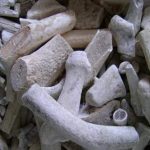 鹿角霜的禁忌 鹿角霜的功效与作用禁忌