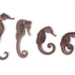 海马的功效和作用 海马的禁忌