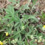 翻白草有什么作用 翻白草的功效与作用