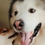 贴贴怪什么意思？这梗指瞎换用贴贴表达喜爱的人统称