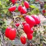 山茱萸的用量是多少克-山茱萸的用法与用量