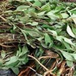 苦地胆的功效与作用 苦地胆的药用价值