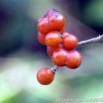 娃娃拳有什么作用 娃娃拳的功效与作用